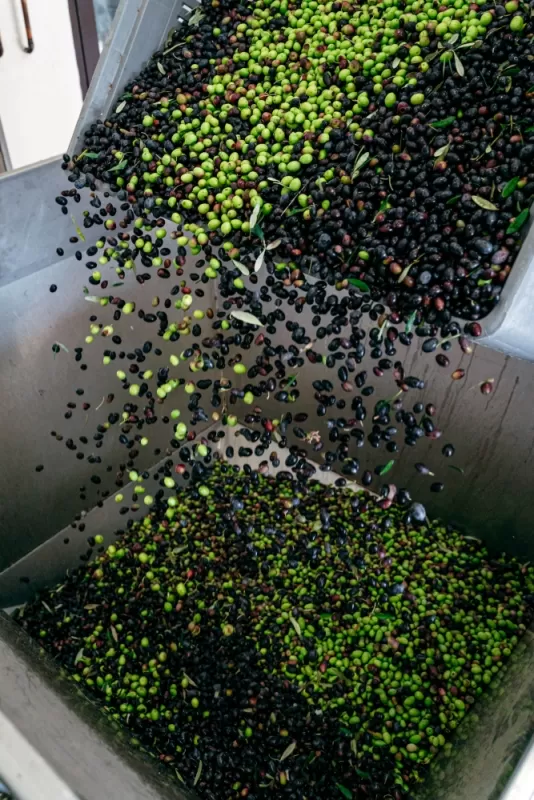 La récolte d'olives, Moulin à huile Paradis