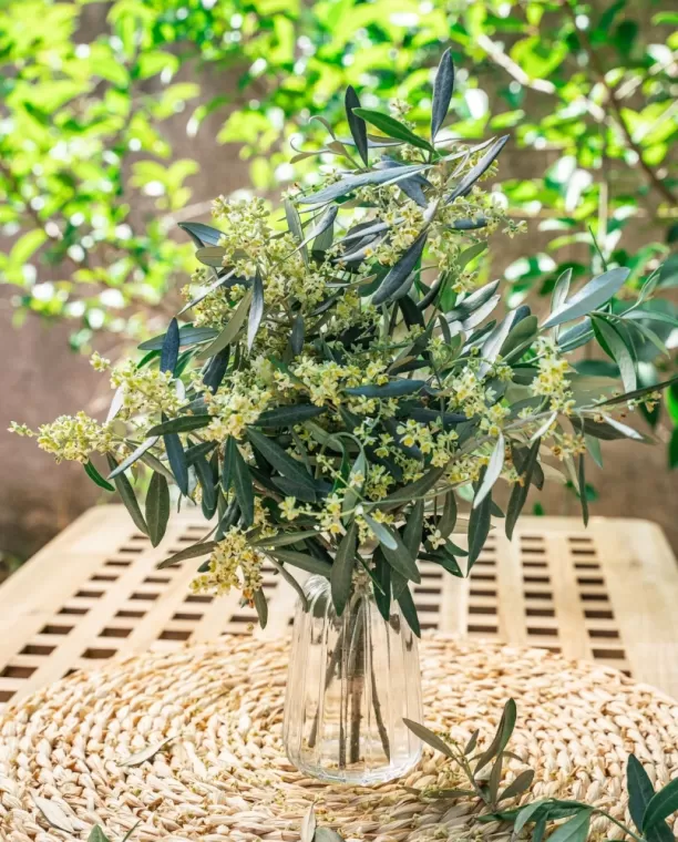 La floraison de l'olivier, Martignargues et à Saint-Maximin, Moulin à Huile Paradis