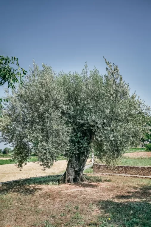 Présentation de votre producteur d'huile d'olive, Martignargues et à Saint-Maximin, Moulin à Huile Paradis