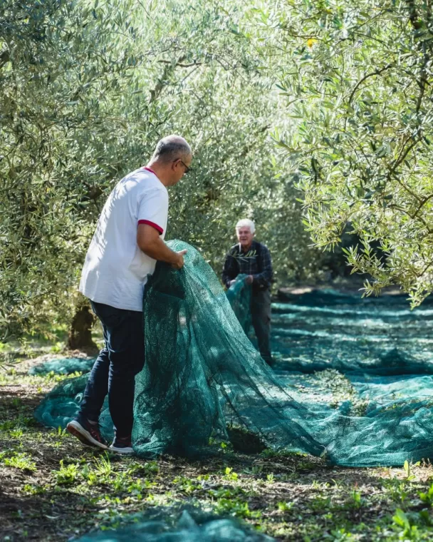 ? Ouverture de la campagne 2024/2025 ?, Martignargues et à Saint-Maximin, Moulin à Huile Paradis