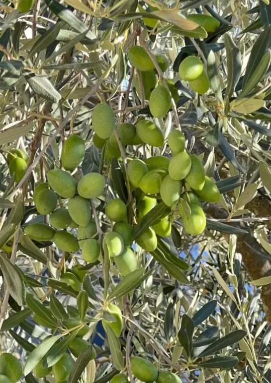 Récolte d'olives à Martignargues , Martignargues, Moulin à Huile Paradis