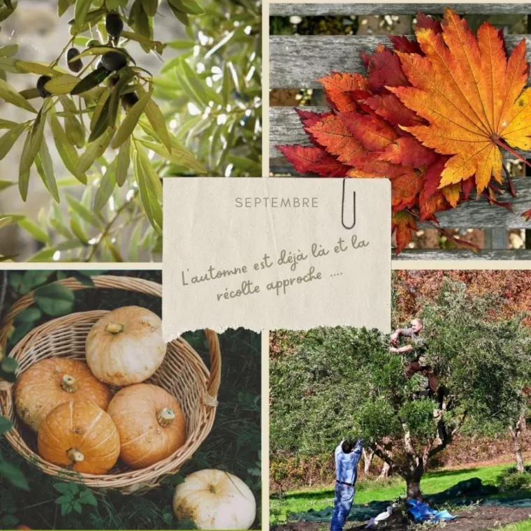 Septembre, la récolte approche ..., Martignargues et à Saint-Maximin, Moulin à Huile Paradis